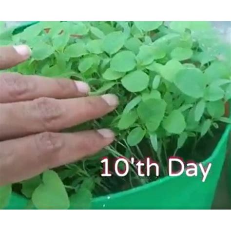 Buy Amaranthus Seeds for Microgreens