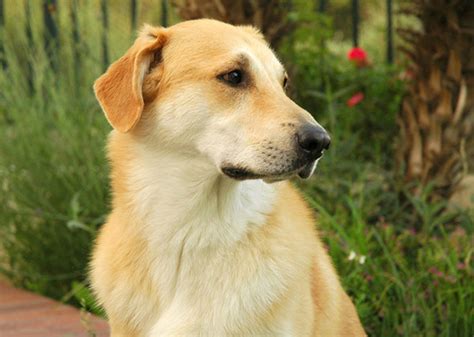 What Is An All American Dog Breed