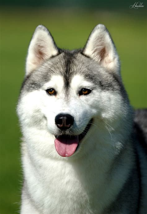 Asryn Kennels | Siberian Huskies