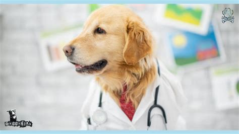 Doctor Dogs: Untold Stories Of Furry Heroes - Doggozila Magazine