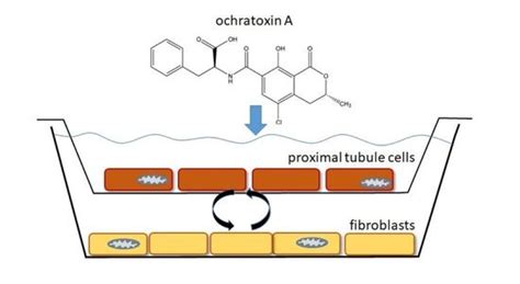 The Impact of the Nephrotoxin Ochratoxin A on Human Renal Cells Studied ...