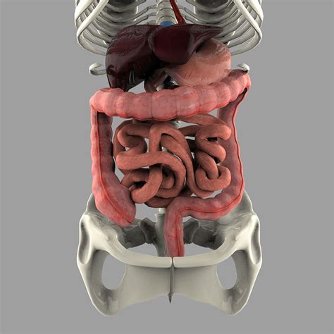 Digestive System Anatomy Model