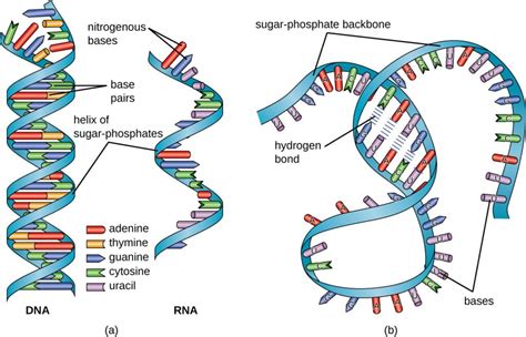 RNA : Structure , Types , Differences Between RNA And RNA | Science Vision