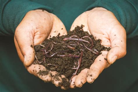 Worm Feeding 101: What Do Earthworms Eat for Healthy Soil?