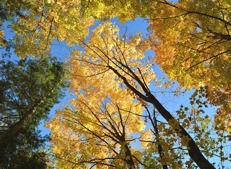 Community and Urban Lands — Great River Greening