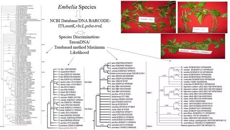 Image result for DNA Barcoding Graphical Abstract