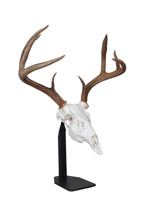 Cool European Deer Mounts