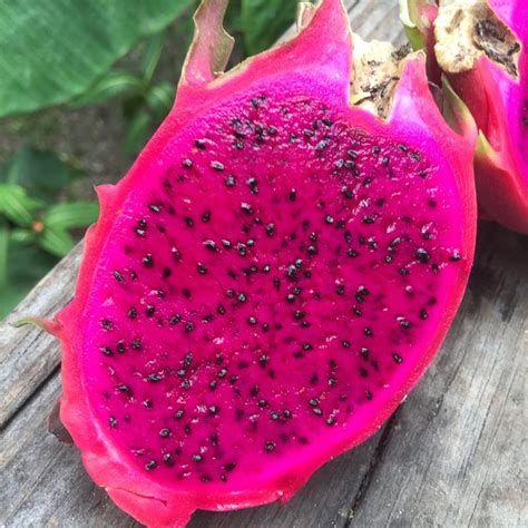 Dragon Fruit Orginal Red Sweet Variety Rooted Plant
