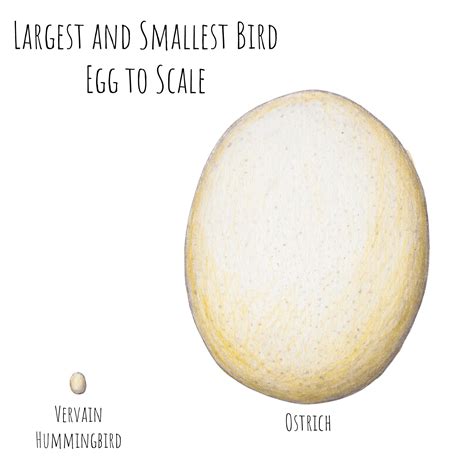 Hummingbird Egg Size Comparison
