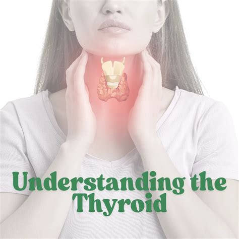 Understanding the Thyroid: What It Does and Why It Matters - Thrive Family Academy