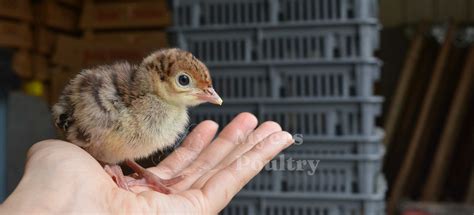 Preparation & Care Tips for Turkeys | Myers Poultry Farm