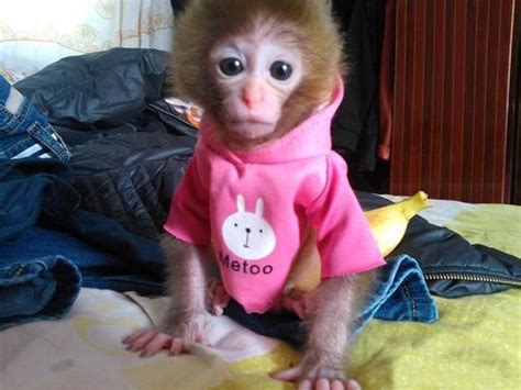 生肖猴：2004年出生的属猴人运势 -好名字网