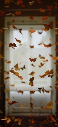 Iphone Xs Max Wallpaper Butterfly by Butterfly Room Iphone Wallpapers Free Iphone Xs Max Wallpaper Butterfly