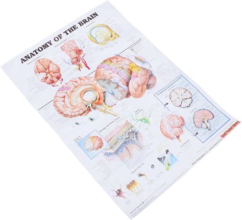 Partykindom Analysis Poster Skeleton Anatomy Poster Human Skeleton ...