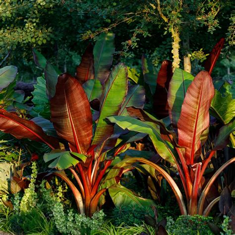 Wellspring Gardens Red Abyssinian Banana - Ensete ventricosum Maurelii ...