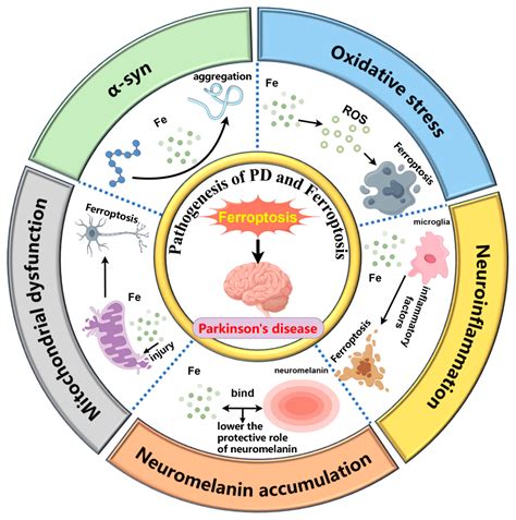 Targeting Ferroptosis in Parkinson’s Disease: Mechanisms and Emerging Therapeutic Strategies - mechanism of parkinson's disease