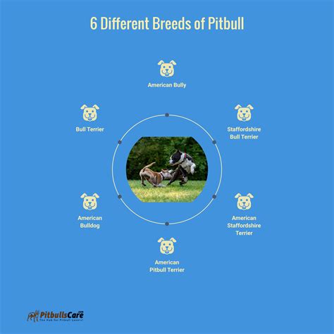 A Beginner's Guide to Different Pit Bull Breeds - Pitbulls Care : Best ...
