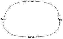 Which of the following animals does not have the life cycle given below ...