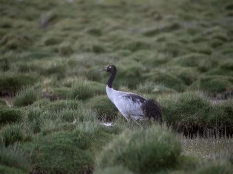 Puga Valley and things that make it an amazing tourist hotspot | Times ...