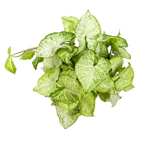 Syngonium Green in 4inch Rounda pot — Plan A Plant