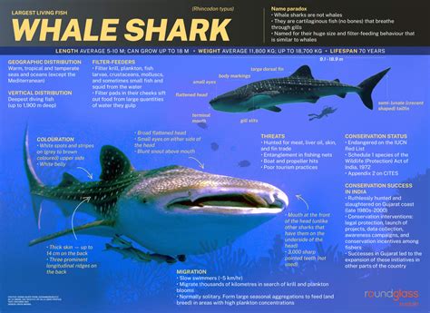 Whale Shark Facts For Kids Printable