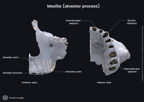 Maxilla | Encyclopedia | Anatomy.app | Learn anatomy | 3D models ...