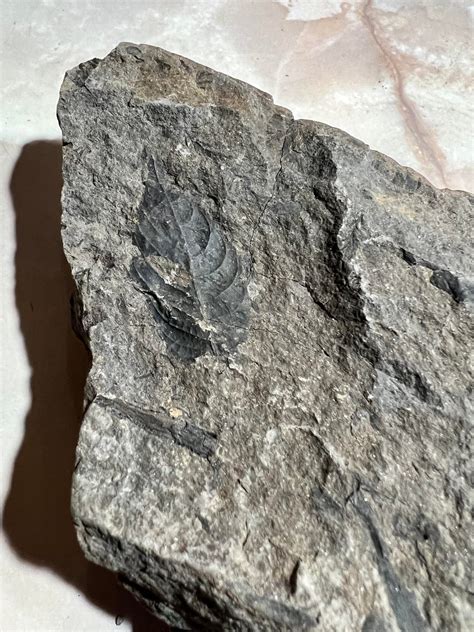 Fossils I found recently at Jonesville/Eska Creek Alaska. Found in what I was told is a Devonian ...