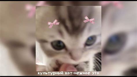нежное это, культурный кот-speed up - YouTube