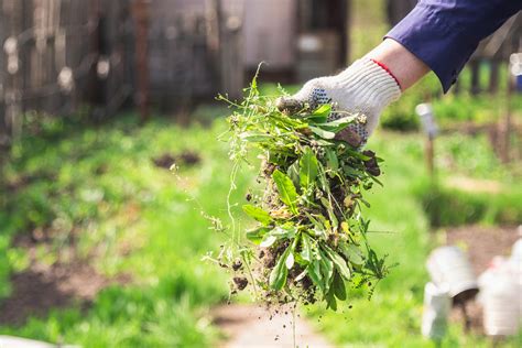 Spring Weed Control Guide