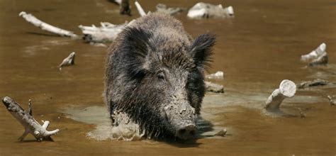 Radioactive Boar Population Is Japan's Latest Nightmare Although ...