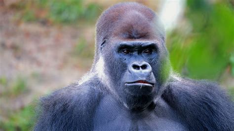 ShishirPatilgorilla