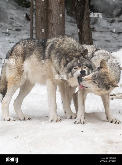 Two Wolves Playing