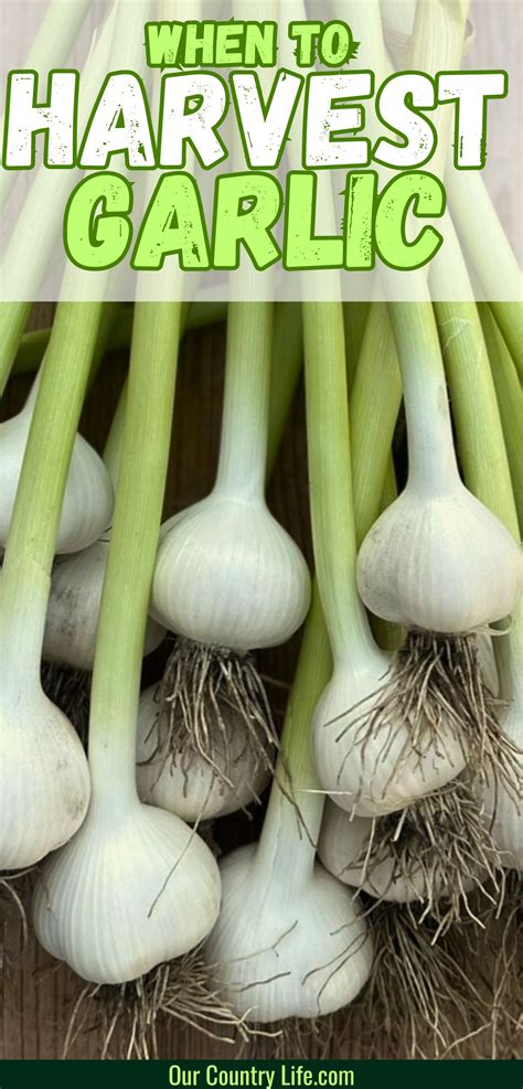 How to Determine the Perfect Time to Harvest Garlic – Our Country Life