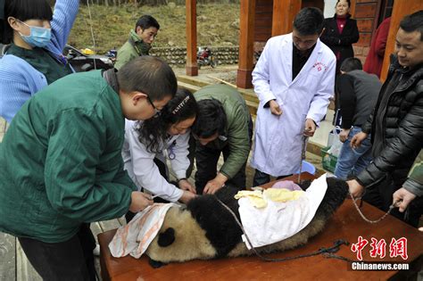 大熊猫爬树摔倒，屁股上的毛被剃光，网友直呼辣眼睛！