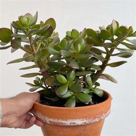 Common Succulent House Plants: A Detailed Exploration