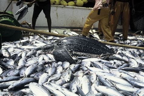 Bycatch Factsheet | WWF