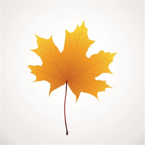 realistic golden color maple leaf on white 26056832 Vector Art at Vecteezy