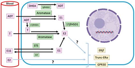 Hormonal Carcinogenesis in Canine Mammary Cancer: Molecular Mechanisms ...