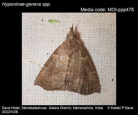 Hypeninae-genera spp. | Moths