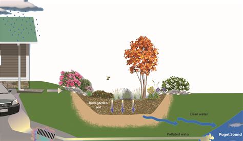 What is a rain garden? | Kitsap Conservation District