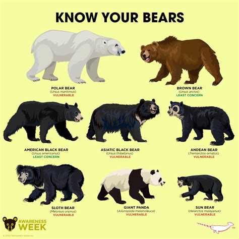 Bear Size Comparison Chart - Educational Chart Resources