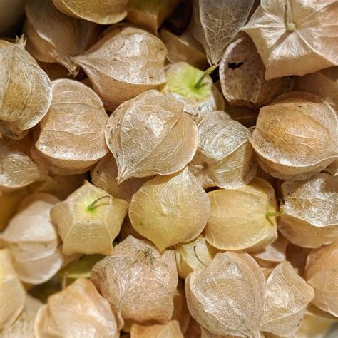 Husk Cherry/Goose Berry – Trikaya Online Store