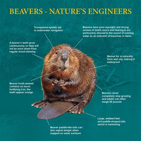 Woodchuck Or Beaver at Adrienne Doyle blog