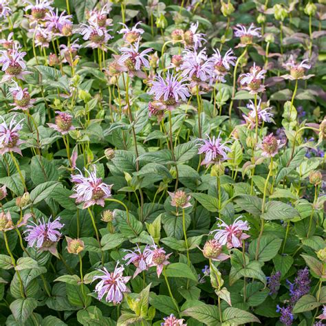 Bee Balm Seeds For Sale _ How to Propagate Bee Balm - TMHR