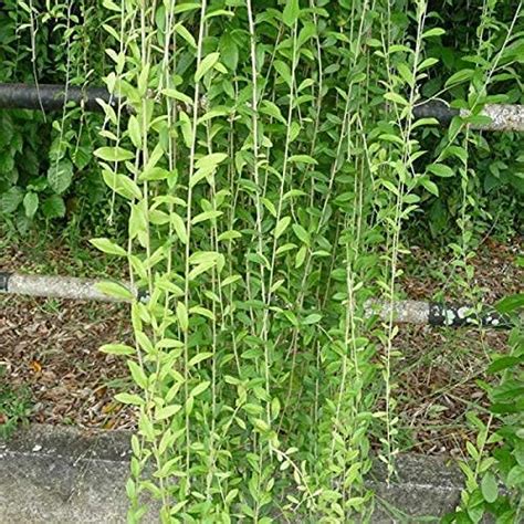 Vixenssell Curtain Creeper, Vernonia Parda Bel - Plant Best Fruiting ...