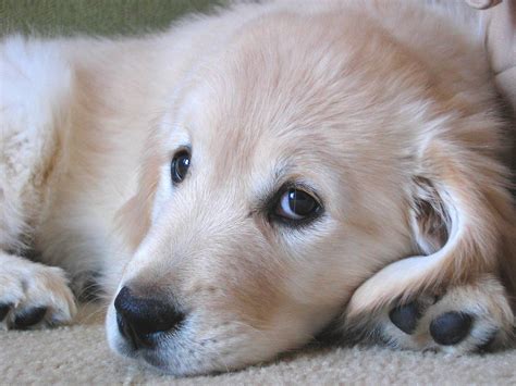 golden retriever puppy Golden retriever puppy puppies retrievers dogs dog pup names puppys ...