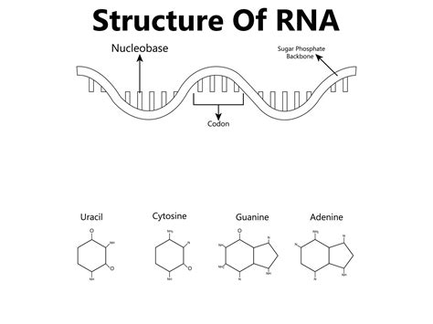 RNA Formula 的图像结果