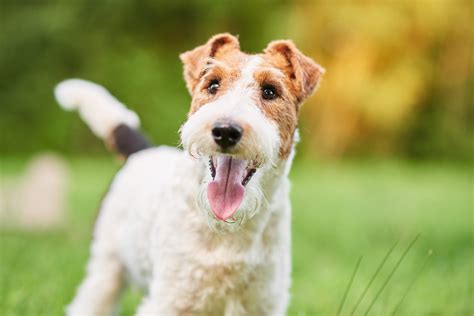 25 Popular English Dog Breeds and Their Histories