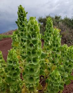Paudha Moluccella laevis Seed Price in India - Buy Paudha Moluccella ...