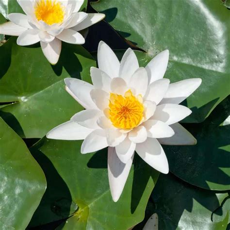 White Water Lily Flower